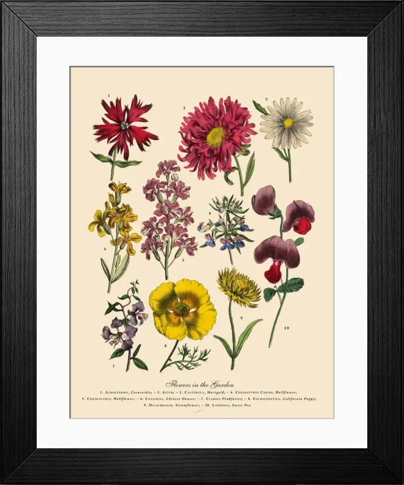 Framed Print : The Art of Botanical Illustrations