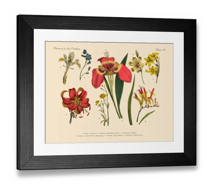 Framed Print : Exotic Flowers of the Garden, Victorian Botanical Illustration Framed Print : Exotic Flowers of the Garden, Victorian Botanical Illustration