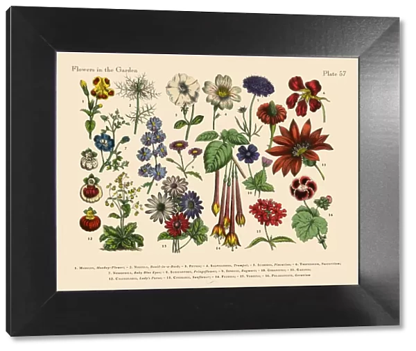 Flowers of the Garden, Victorian Botanical Illustration