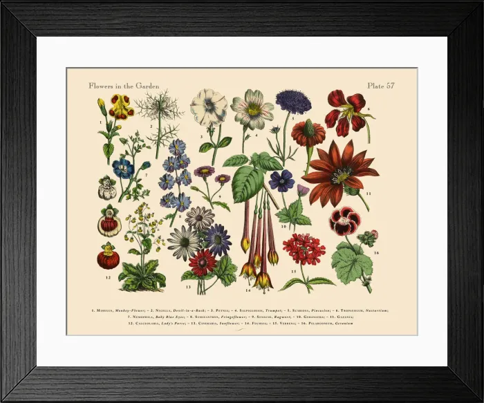 Framed Print : Flowers of the Garden, Victorian Botanical Illustration Framed Print : Flowers of the Garden, Victorian Botanical Illustration