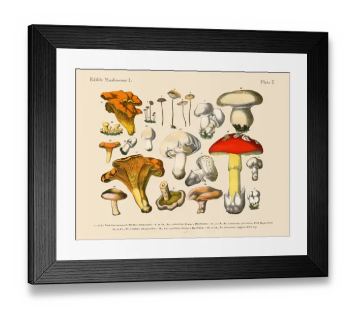 Framed Print : Edible Mushrooms, Victorian Botanical Illustration Framed Print : Edible Mushrooms, Victorian Botanical Illustration