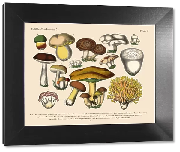 Edible Mushrooms, Victorian Botanical Illustration