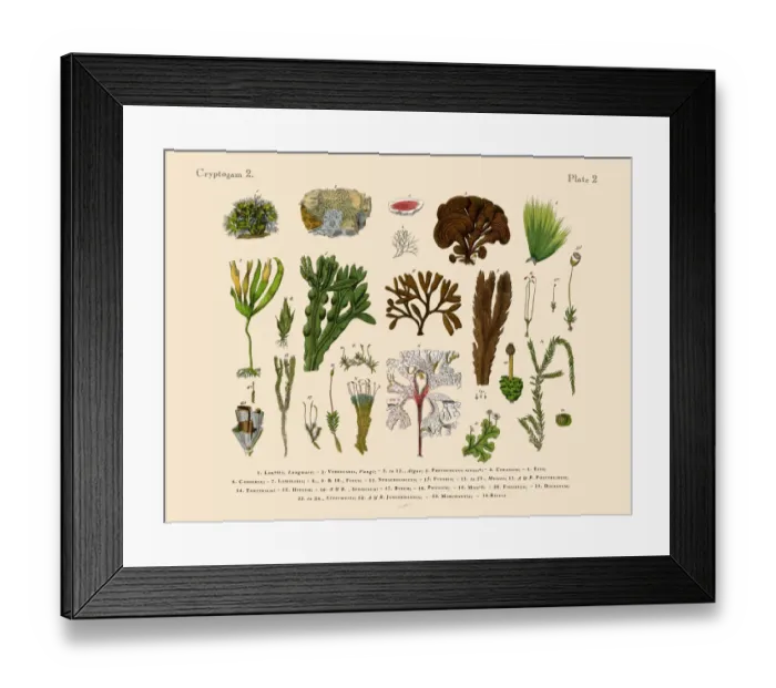 Framed Print : Cryptogam, Algae, Lichens, Mosses, Ferns, Victorian Botanical Illustration Framed Print : Cryptogam, Algae, Lichens, Mosses, Ferns, Victorian Botanical Illustration
