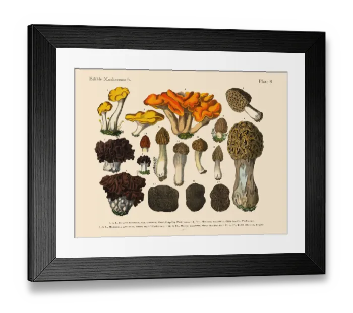 Framed Print : Edible Mushrooms, Victorian Botanical Illustration Framed Print : Edible Mushrooms, Victorian Botanical Illustration