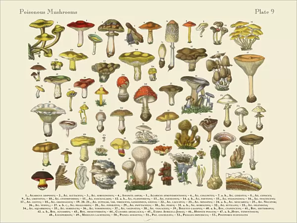 Poisonous Mushrooms, Victorian Botanical Illustration