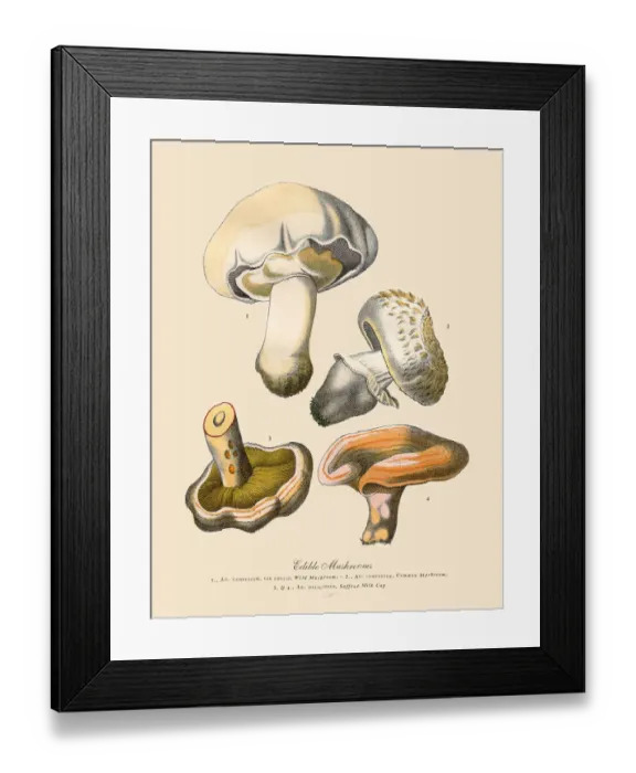Framed Print : Edible Mushrooms, Victorian Botanical Illustration Framed Print : Edible Mushrooms, Victorian Botanical Illustration