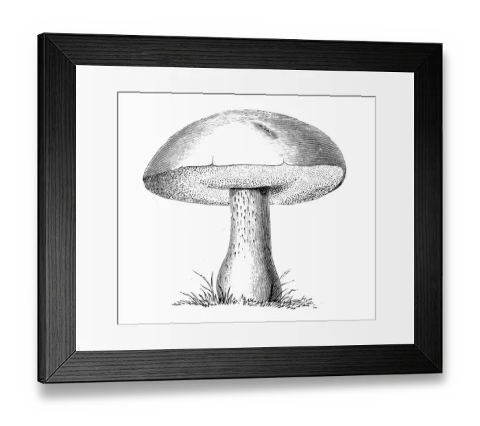 Framed Print : Botany plants antique engraving illustration: Boletus Edulis, Porcini Framed Print : Botany plants antique engraving illustration: Boletus Edulis, Porcini