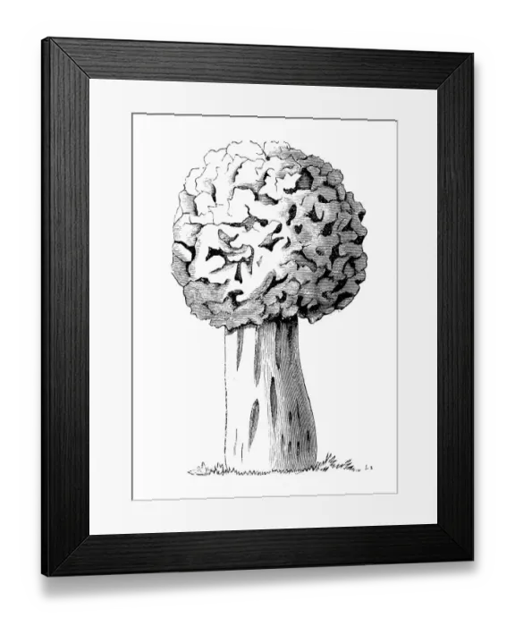 Framed Print : Botany plants antique engraving illustration: Morel, Morchella Esculenta Framed Print : Botany plants antique engraving illustration: Morel, Morchella Esculenta
