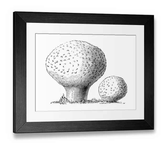 Framed Print : Botany plants antique engraving illustration: Lycoperdon perlatum, puffball