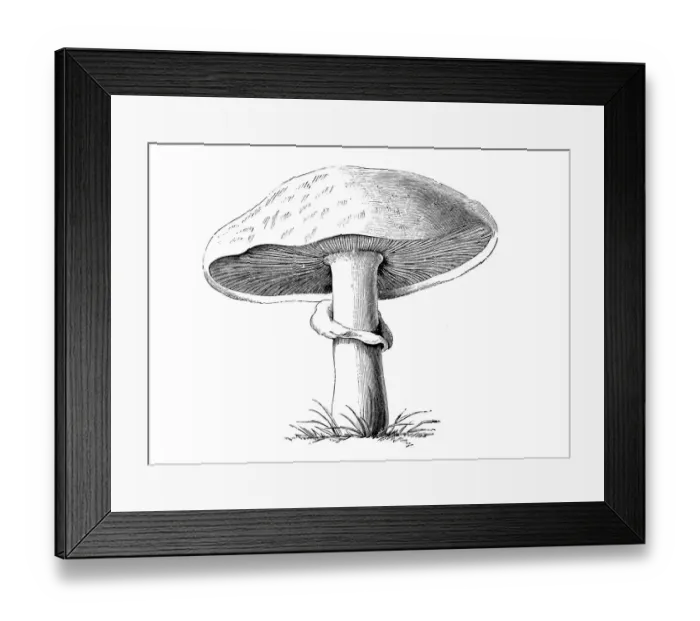 Framed Print : Botany plants antique engraving illustration: Agaricus Campestris Framed Print : Botany plants antique engraving illustration: Agaricus Campestris