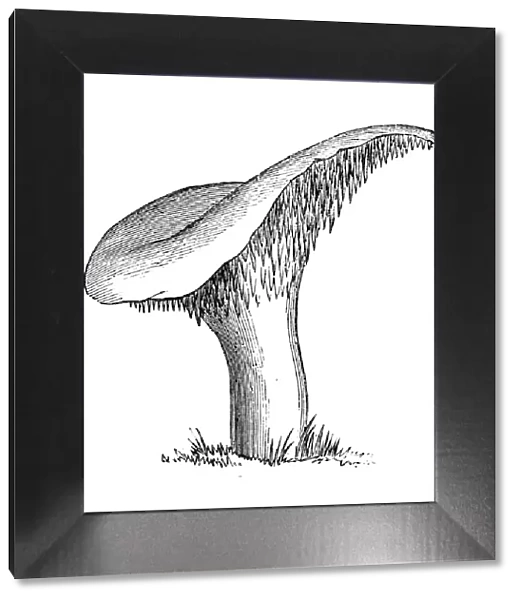 Botany plants antique engraving illustration: Hydnum repandum, sweet tooth, wood hedgehog, hedgehog mushroom