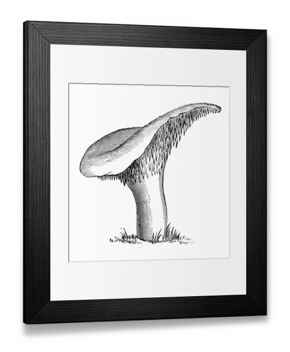 Framed Print : Botany plants antique engraving illustration: Hydnum repandum, sweet tooth, wood hedgehog, hedgehog mushroom Framed Print : Botany plants antique engraving illustration: Hydnum repandum, sweet tooth, wood hedgehog, hedgehog mushroom