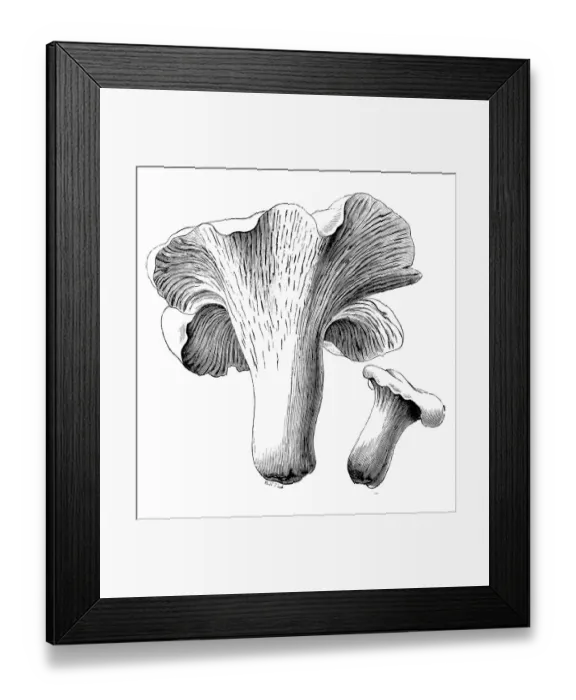 Framed Print : Botany plants antique engraving illustration: Cantharellus cibarius Framed Print : Botany plants antique engraving illustration: Cantharellus cibarius
