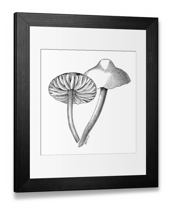 Framed Print : Botany plants antique engraving illustration: Marasmius oreades, Scotch bonnet, fairy ring mushroom