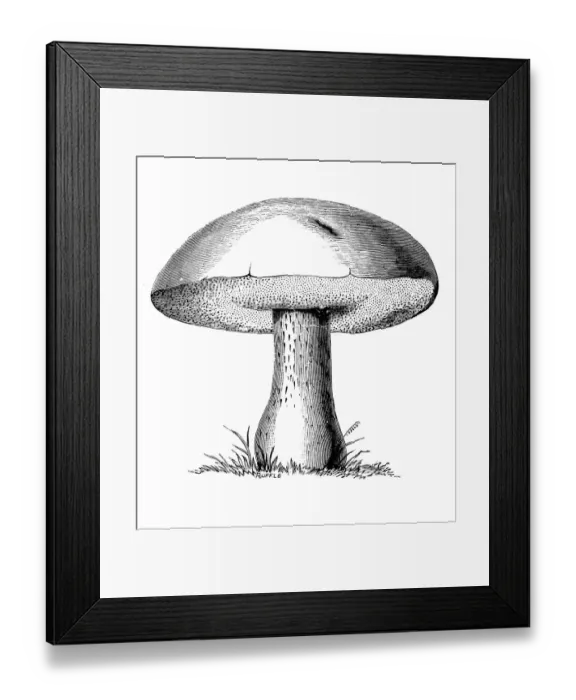 Framed Print : Botany plants antique engraving illustration: Boletus Edulis Framed Print : Botany plants antique engraving illustration: Boletus Edulis