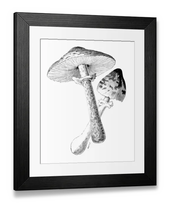 Framed Print : Botany plants antique engraving illustration: parasol mushroom (Macrolepiota procera) Framed Print : Botany plants antique engraving illustration: parasol mushroom (Macrolepiota procera)