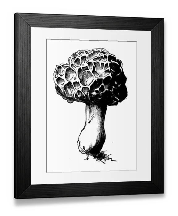 Framed Print : Botany plants antique engraving illustration: Morel Framed Print : Botany plants antique engraving illustration: Morel