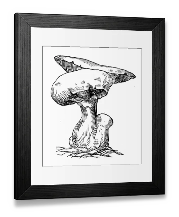 Framed Print : Botany plants antique engraving illustration: Agaricus campestris Framed Print : Botany plants antique engraving illustration: Agaricus campestris