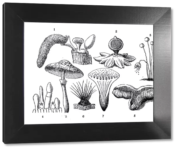 Botany plants antique engraving illustration: Mushrooms