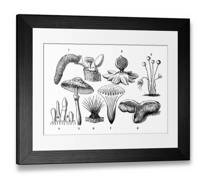 Framed Print : Botany plants antique engraving illustration: Mushrooms Framed Print : Botany plants antique engraving illustration: Mushrooms