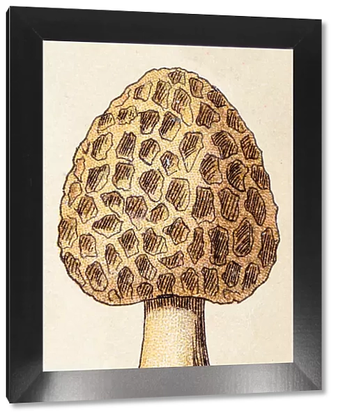 Mushrooms and fungi: Morchella esculenta (morel, yellow morel)
