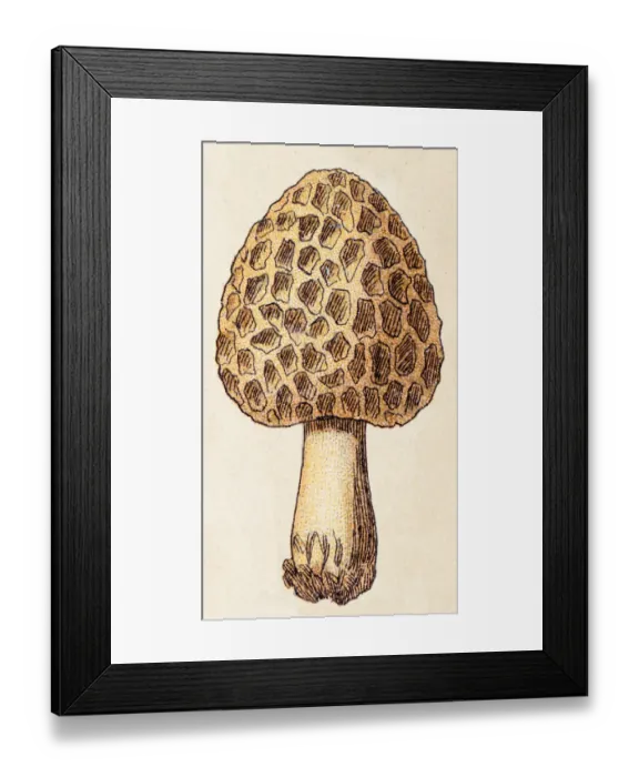 Framed Print : Mushrooms and fungi: Morchella esculenta (morel, yellow morel) Framed Print : Mushrooms and fungi: Morchella esculenta (morel, yellow morel)