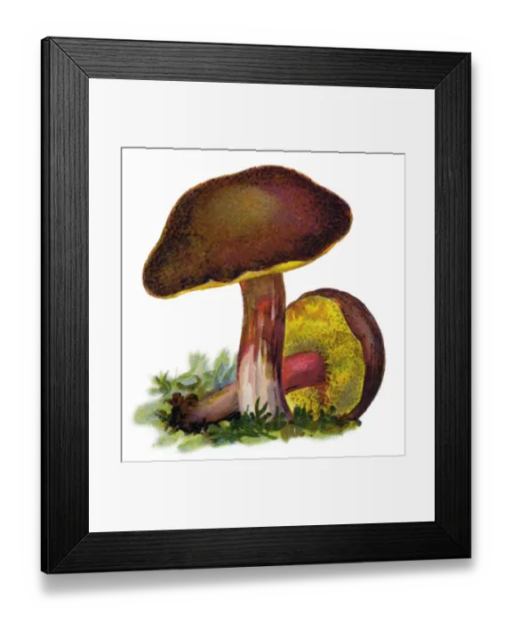 Framed Print : mushroom suede bolete, brown and yellow bolet, boring brown bolete, yellow-cracked bolete Framed Print : mushroom suede bolete, brown and yellow bolet, boring brown bolete, yellow-cracked bolete