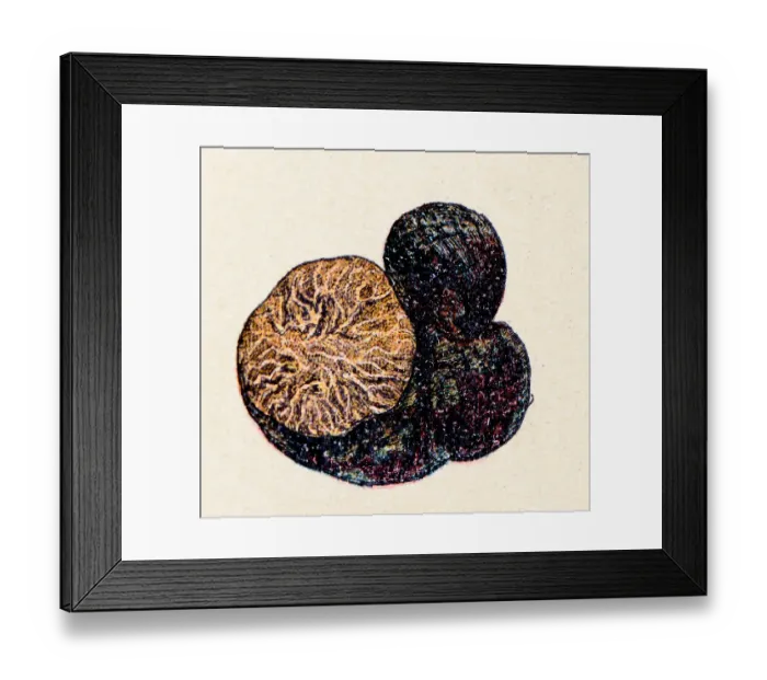 Framed Print : Mushrooms and fungi: Black Truffle Framed Print : Mushrooms and fungi: Black Truffle
