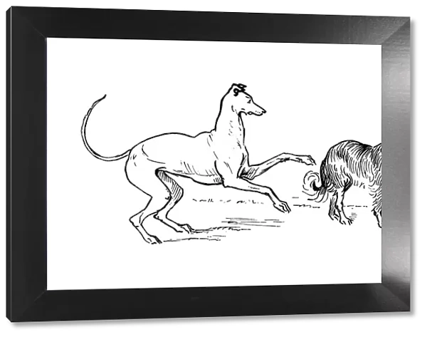 Two dogs. Two playful pet dogs. From R. Caldecottas Second Collection of Pictures