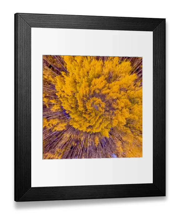 Framed Print : Swirling Aspens Tiny Planet Framed Print : Swirling Aspens Tiny Planet