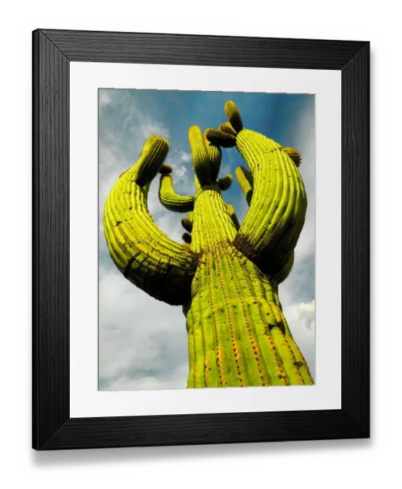 Framed Print : Saguaro. Low angle view of a tall mature saguaro cactus in Tuscon Arizona Framed Print : Saguaro. Low angle view of a tall mature saguaro cactus in Tuscon Arizona
