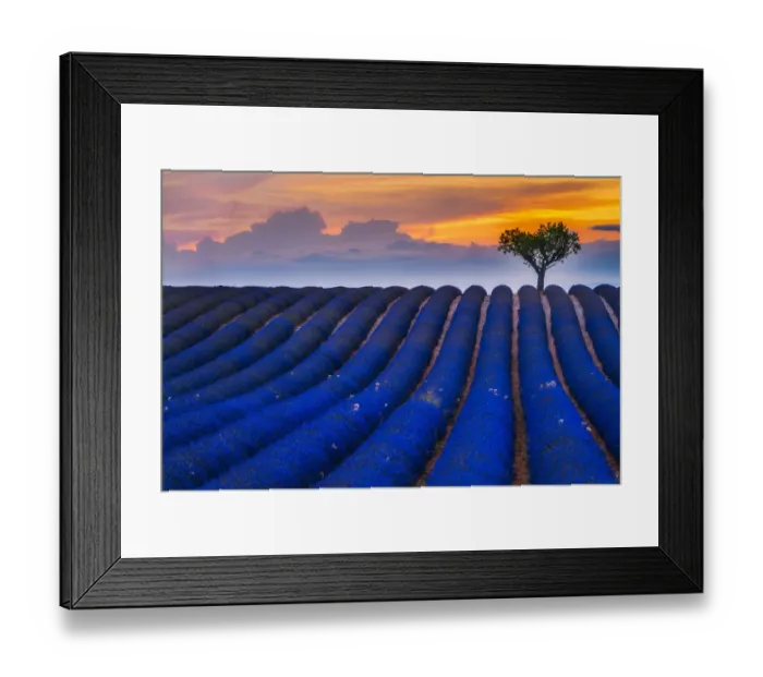 Framed Print : Lavender fields in the Valensole plateau Framed Print : Lavender fields in the Valensole plateau