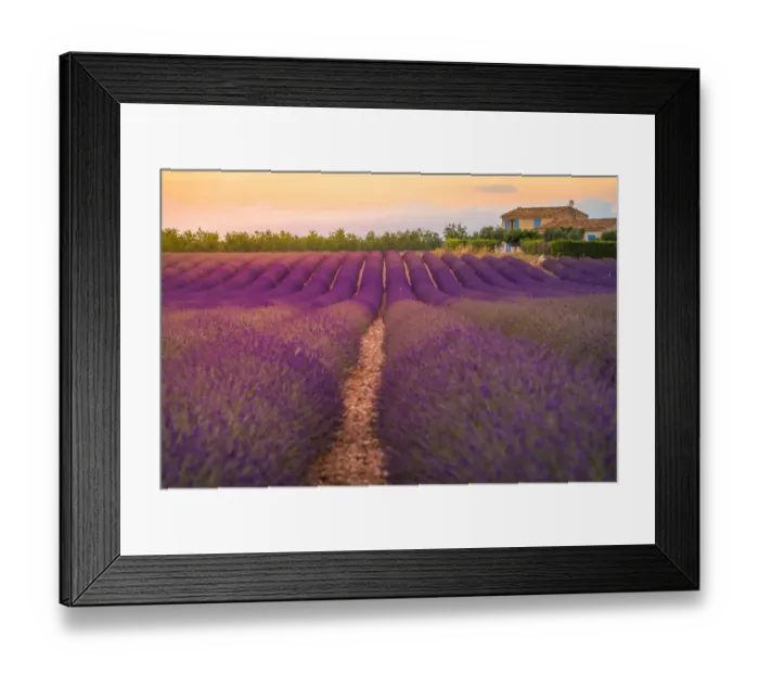 Framed Print : Lavender fields in the Valensole plateau Framed Print : Lavender fields in the Valensole plateau