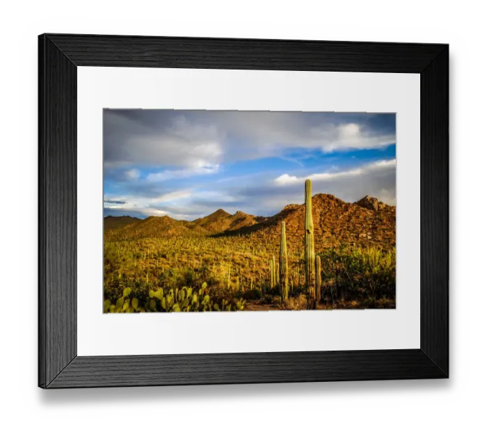 Framed Print : Saguaro National Park Framed Print : Saguaro National Park