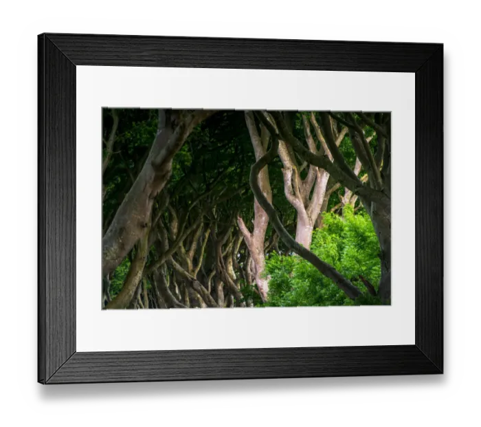 Framed Print : The Dark Hedges Framed Print : The Dark Hedges