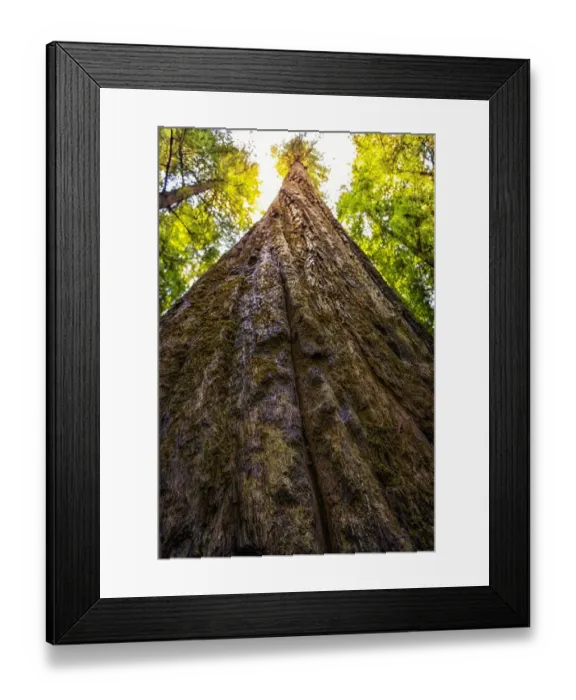 Framed Print : Humboldt redwoods State Park Framed Print : Humboldt redwoods State Park