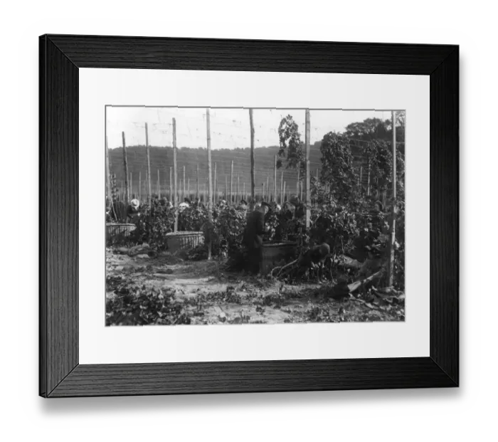 Framed Print : Hop Fields Framed Print : Hop Fields