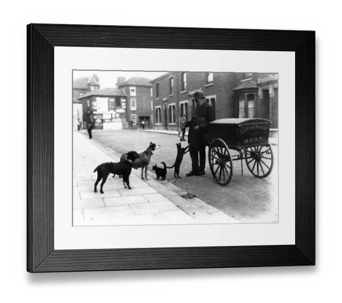 Framed Print : Pet Supplies Framed Print : Pet Supplies