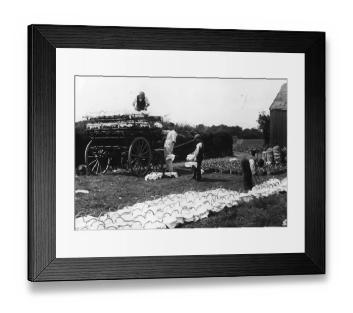 Framed Print : Strawberry Punnets Framed Print : Strawberry Punnets
