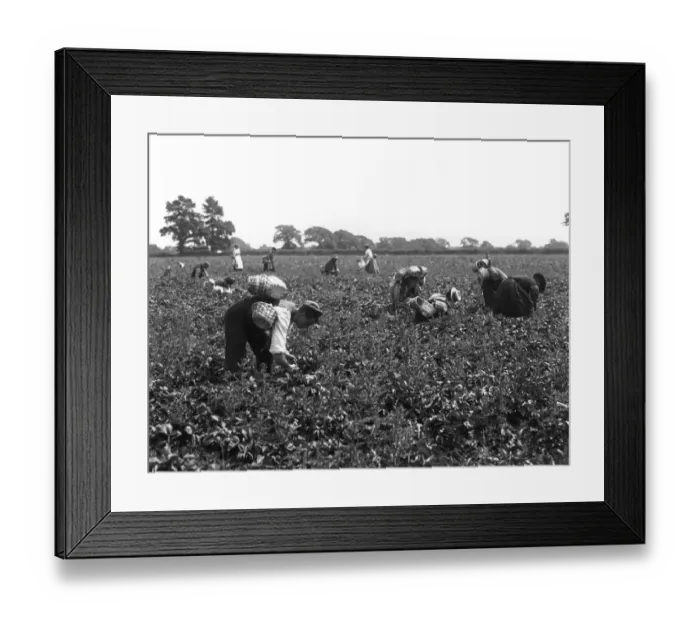 Framed Print : Strawberry Harvest Framed Print : Strawberry Harvest