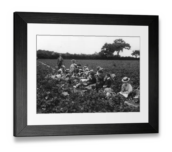 Framed Print : Strawberry Farm