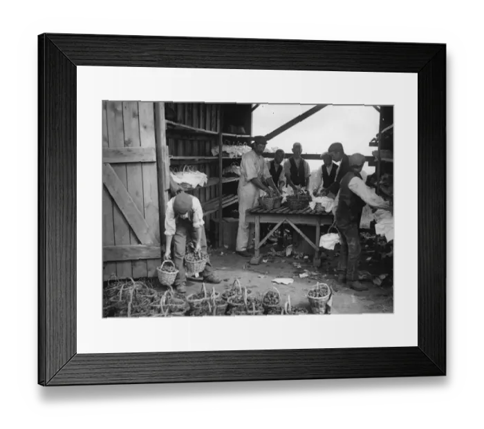Framed Print : Strawberry Pickers