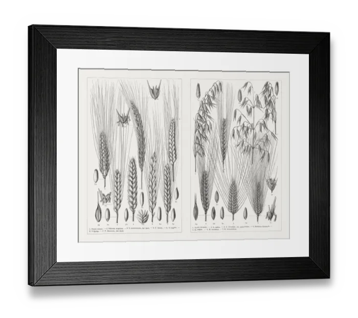 Framed Print : Various cereals, wood engravings, published in 1897 Framed Print : Various cereals, wood engravings, published in 1897