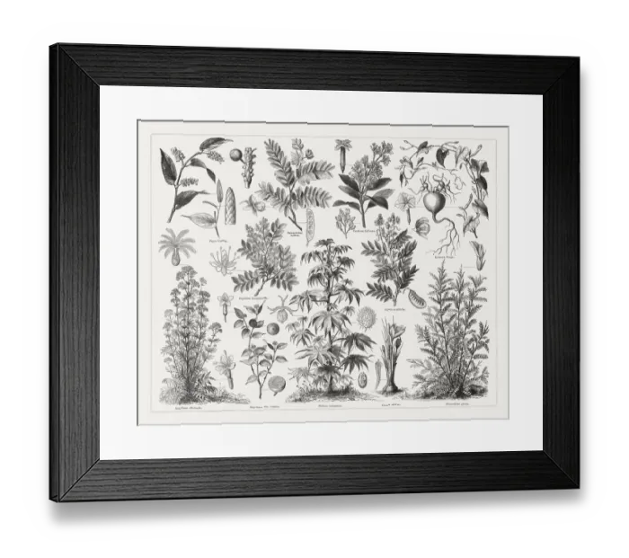 Framed Print : Medicinal plants, wood engravings, published in 1897 Framed Print : Medicinal plants, wood engravings, published in 1897