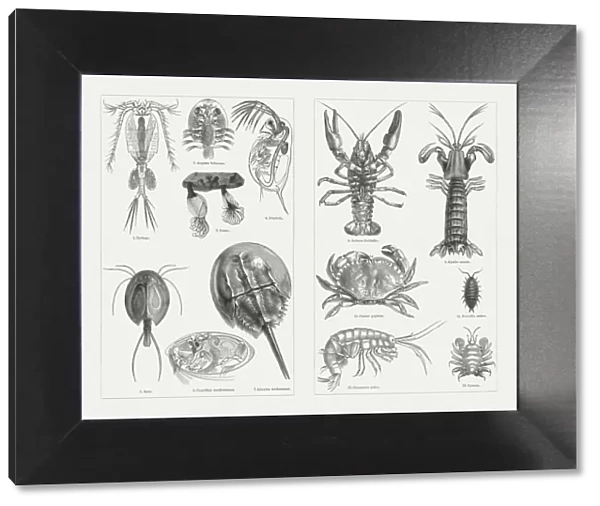 Crustaceans (Crustacea), wood engravings, published in 1897