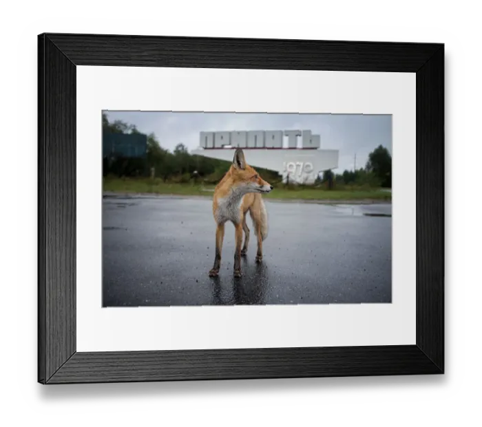 Framed Print : Fox. Ghost town of Pripyat, near the Chernobyl nuclear reactor
