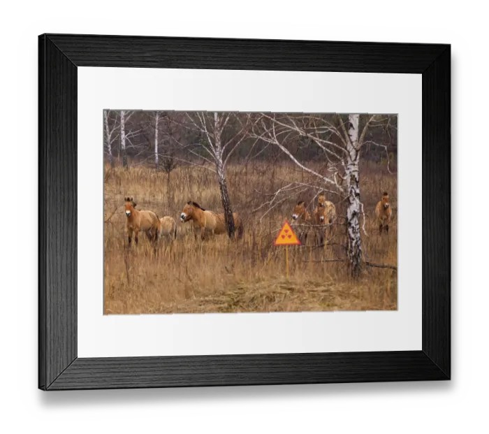 Framed Print : Przewalskis horse the Exclusion Zone, Chernobyl Framed Print : Przewalskis horse the Exclusion Zone, Chernobyl
