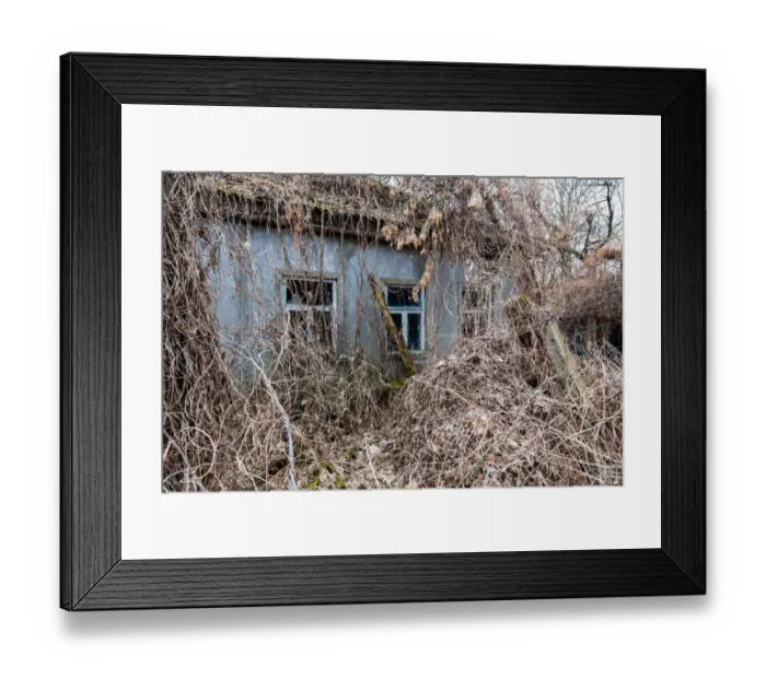 Framed Print : Abandoned house covered with wild grapes. Chernbyl zone, Ukraine Framed Print : Abandoned house covered with wild grapes. Chernbyl zone, Ukraine