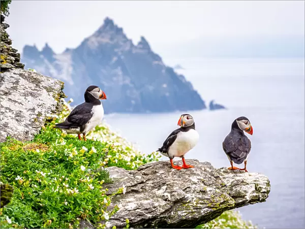 Group of atlantic puffins (Fratercula arctica), also known as the common puffin. Skellig Islands