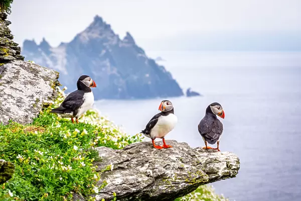 Group of atlantic puffins (Fratercula arctica), also known as the common puffin. Skellig Islands